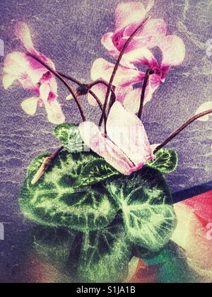 Orchidée Rose décorative. Banque D'Images