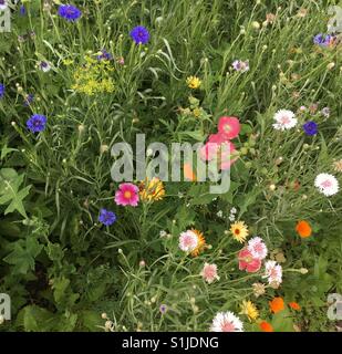 'Il y a toujours des fleurs pour ceux qui veulent les voir" - Henri Matisse Banque D'Images