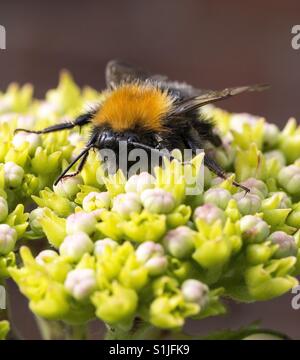 Abeille sur l'hortensia Banque D'Images