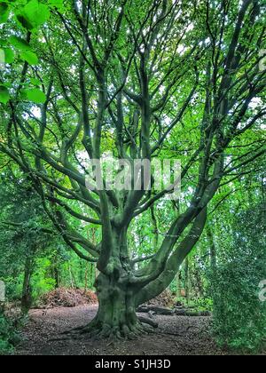 Grand, mature hêtre arbre au milieu d'une forêt Banque D'Images