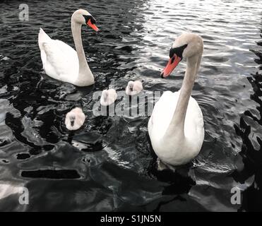 Famille de cygnes Banque D'Images