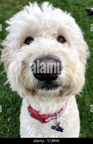 Un chien blanc à l'appareil photo labradoodle. Banque D'Images