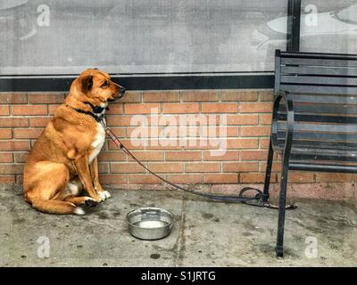 Un chien attaché à un banc sur un trottoir attend que son propriétaire. Banque D'Images