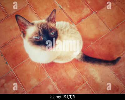 Chat Siamois sur des carreaux de terre cuite, high angle view Banque D'Images