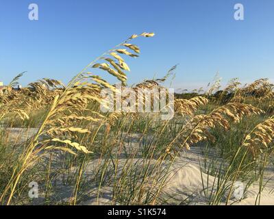 Sea oats, Kiawah Island, Caroline du Sud. Banque D'Images