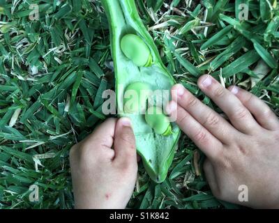 Un enfant de quatre ans ouvre une boîte de fèves pod. Banque D'Images