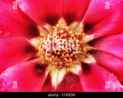 Portulaca grandiflora, également connu sous le nom de moss rose Banque D'Images