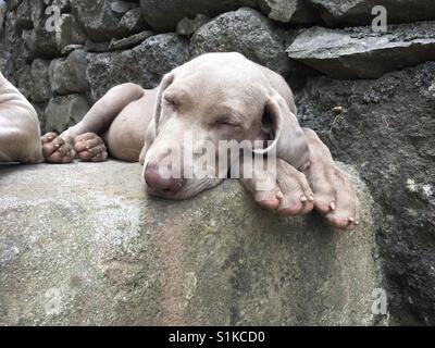 Braque de Weimar chiot dort. Banque D'Images