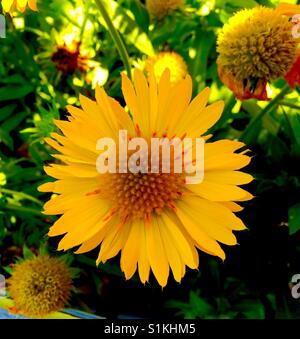 Couverture jaune Fleur, gaillardia grandiflora, Banque D'Images