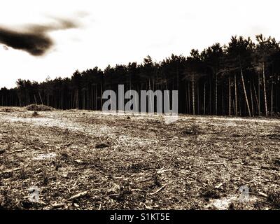 Rendelsham forest, dans le Suffolk. À la fin de décembre 1980, il y avait une série d'observations rapportés de lumières inattendues dans la forêt qui est devenu plus tard liées aux demandes d'atterrissages d'OVNIS. Banque D'Images