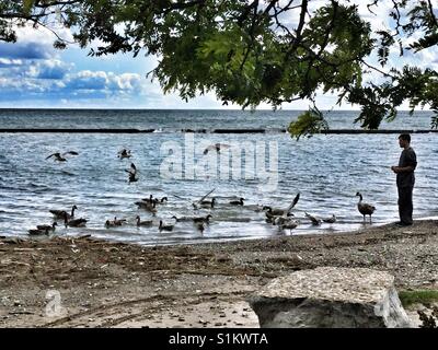 L'homme l'alimentation des oiseaux sur les rives du lac Ontario à Toronto. Banque D'Images