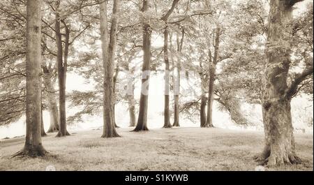 Une scène forestiers éthérée. Il y a des feuilles sur les arbres, mais la scène se présente comme c'est l'hiver et il y a de la neige tout autour ? Crédit Photo © -COLIN HOSKINS. Banque D'Images