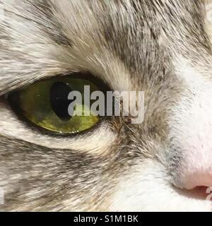 Close up of cat eye Banque D'Images