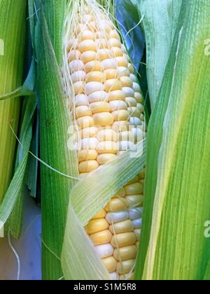 Venez déguster un épi de maïs close up USA Banque D'Images