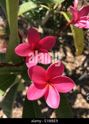 Une belle fleur Plumeria rouge également connu sous le nom de frangipaniers. Cette fleur est connue pour son usage dans l'ile d'Hawaï. Banque D'Images