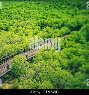 La forêt de mangrove en passerelle Banque D'Images