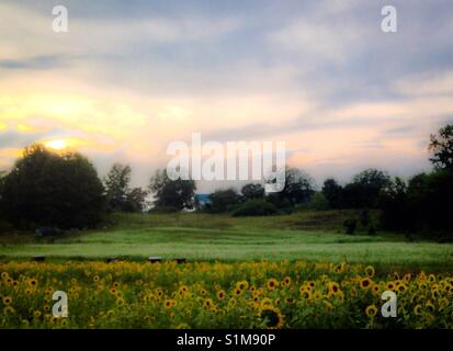 Effet de flou sur la photo de champ de tournesol en premier plan et blanc en fleur champ de sarrasin en arrière-plan sous le coucher du soleil près de shed- ferme en Caroline du Nord. Banque D'Images