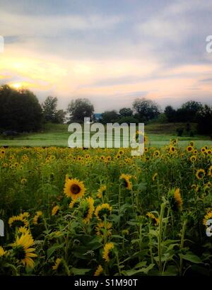 Pour le tournesol, sarrasin avant fleurs d'arrière- 2 champs à la ferme sous Ciel de coucher du soleil en Caroline du Nord Banque D'Images