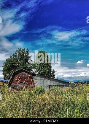 Hangar agricole dans les hautes herbes sous ciel bleu. Vieux bâtiment rustique en campagne. British Columbia, Canada Banque D'Images