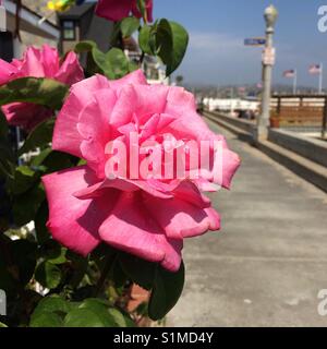 Une fleur sur Balboa Island, Newport Beach, Californie Banque D'Images