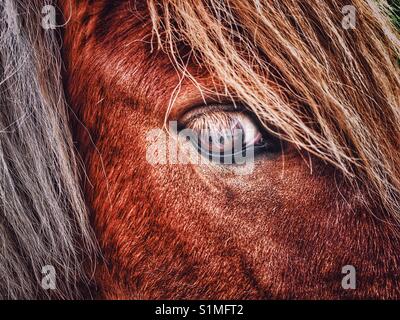 Close up of horses eye Banque D'Images