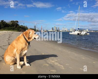 Labrador Retriever à la plage à Gold Coast Banque D'Images