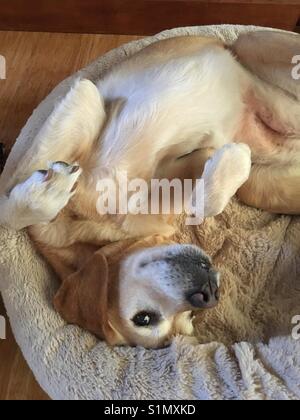 Chien Labrador Heureux posant sur son dos Banque D'Images