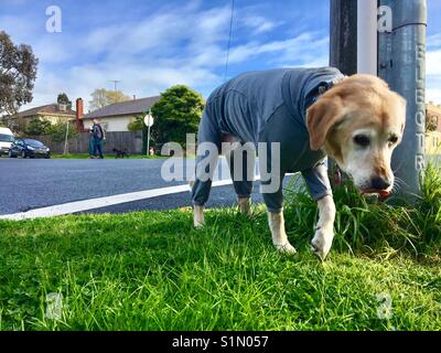 Les Labrador retriever en costume vêtements réchauffement marche dans le froid matin Banque D'Images