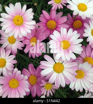 Un affichage floral de chrysanthème Marguerite Daisy fleurs dans les tons de rose Banque D'Images