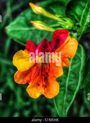 Multi-couleur 4 heures fleur qui s'épanouit, Mirabilis jalapa Banque D'Images