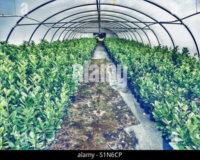 Tunnel Poly avec des plantes Banque D'Images