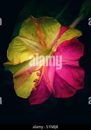 Bicolor 4 heures fleur sur un fond sombre, mirabilis jalapa Banque D'Images