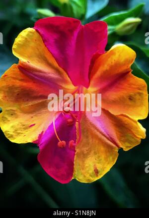 Bicolor 4 heures fleur en pleine floraison, mirabilis jalapa Banque D'Images