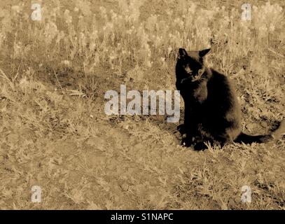 Chat noir siège avec ombre portée sur le champ de la Caroline du Nord, noir et blanc Banque D'Images