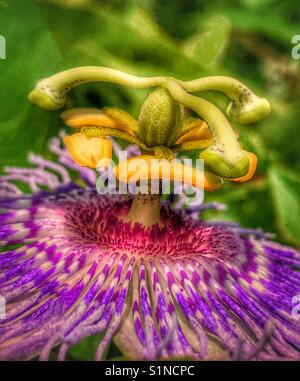 La passiflore Passiflora incarnata, macro shot Banque D'Images