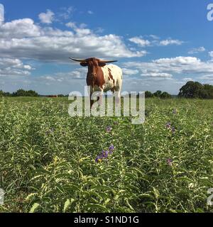 Vache Texas Longhorn debout dans un champ fleuri avec ciel bleu et blanc des nuages gonflés sur une journée ensoleillée. Banque D'Images