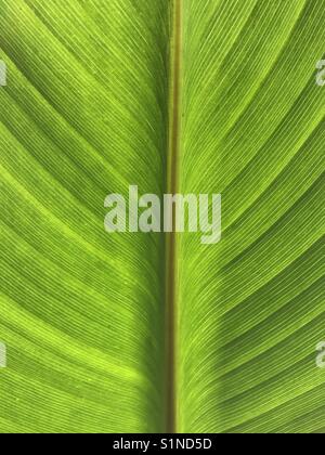 La feuille d'un gros arbuste éclairée par la lumière du soleil Banque D'Images