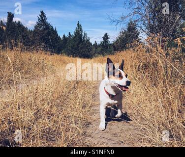 Jack Russell Terrier dog walking towards camera sur un sentier sur un jour de fin d'été. Banque D'Images