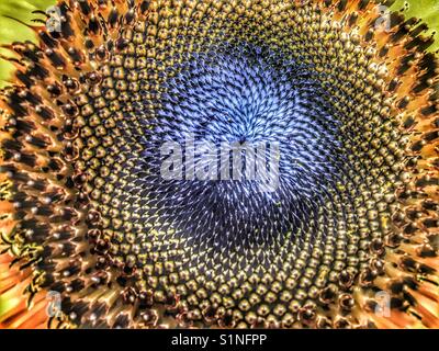 Tournesol, helianthus annuus. géant russe. montrant la séquence et la spirale de Fibonacci dans le centre Banque D'Images