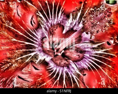 Fleur d'hibiscus, Close up Banque D'Images