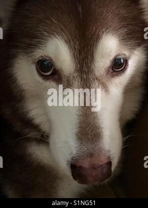 Face portrait d'un husky de Sibérie rouge Banque D'Images