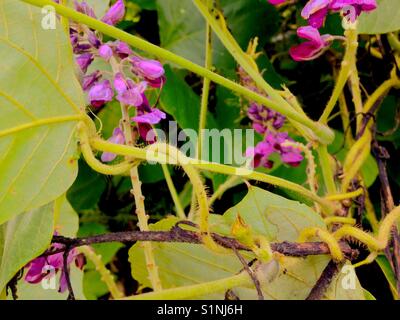 Feuilles de vigne kudzu, fleurs et faire plaisir à l'enchevêtrement et les pourpres verts Banque D'Images