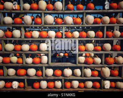 Arrière-plan de l'automne ou halloween. mur en bois avec de nombreuses citrouilles orange et blanc Banque D'Images