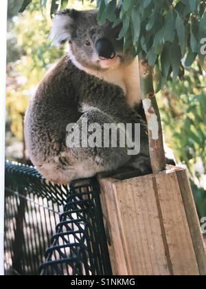 Adorable Koala d'Australie, photographié au cours de vacances. Banque D'Images