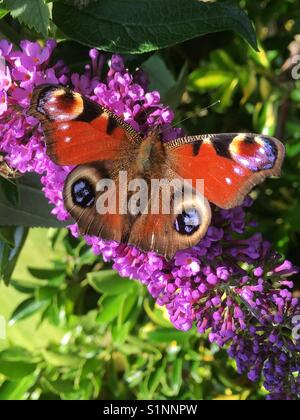Un paon papillon sur un Buddleja davidii fleur. Banque D'Images