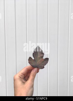 Leaf dans une main Banque D'Images