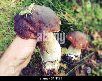 Penny énorme bun, champignons boletus edulis cueillies dans la forêt automne chute Banque D'Images