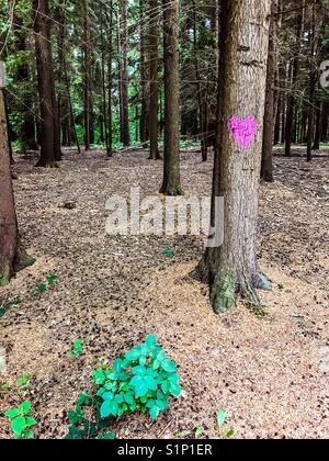 Purple Heart tirés sur la malle d'arbres en forêt Banque D'Images