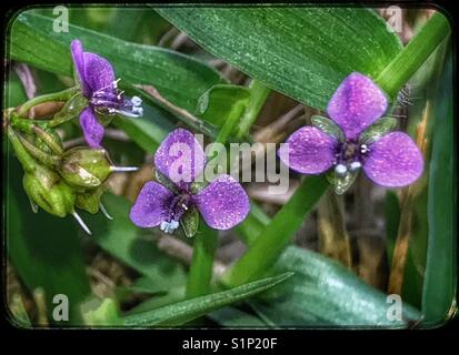De minuscules fleurs pourpres, nakedstem dewflower close up, murdannia nudiflora Banque D'Images