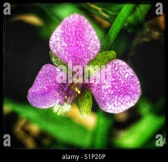 Macro fleurs pourpre, dewflower murdannia nakedstem, nudiflora Banque D'Images